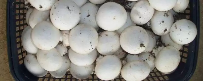 双孢菇的价格？了解双孢菇价格要分析哪些市场供需和品质影响因素？-会东网