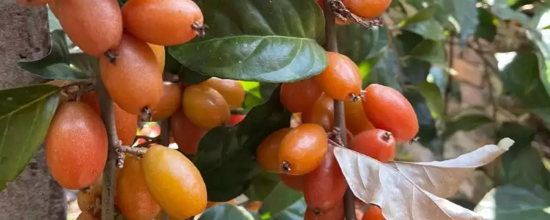 种植羊奶果的方法和重点？种植羊奶果要做好哪些细节？-会东网