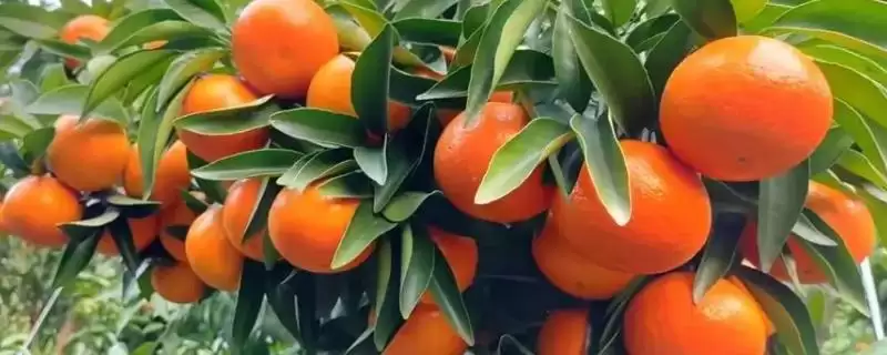 沃柑膨果期的管理要点？沃柑膨果期管理要掌握哪些关键的施肥、浇水和病虫害防治要点？-会东网