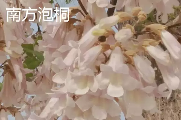 图片[4]-泡桐树开花时间揭秘：一般3-4月绽放的美丽时刻-会东网