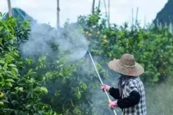 图片[2]-什么时候打叶面肥效果好？喷施叶面肥把握最佳时机要考虑哪些因素？-会东网