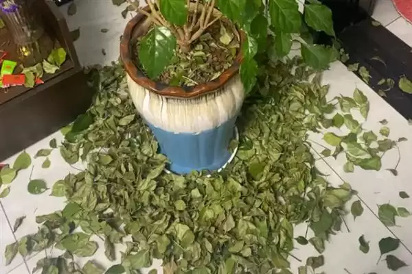 图片[7]-让幸福树在北方过冬的方法和重点？让幸福树在北方过冬要做好哪些细节？-会东网