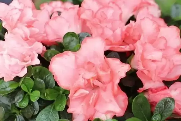 图片[5]-花卉界的“硬汉”：五彩石竹、观花石榴耐热又耐寒的秘密-会东网