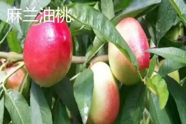 图片[7]-山东平度的特产？知晓山东平度特产要掌握哪些当地特色产品要点？-会东网