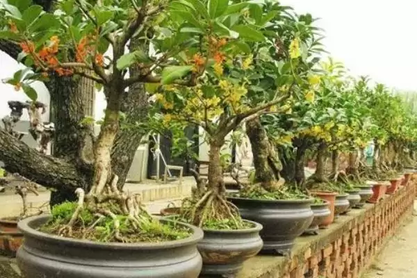 图片[2]-盆栽桂花树管理方法：盆土配制与日常养护的要点-会东网