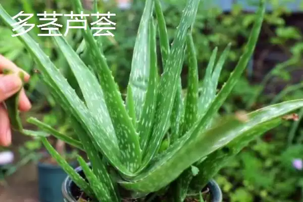 图片[4]-芦荟有哪些常见的种类 ,常见的芦荟种类有哪些-会东网