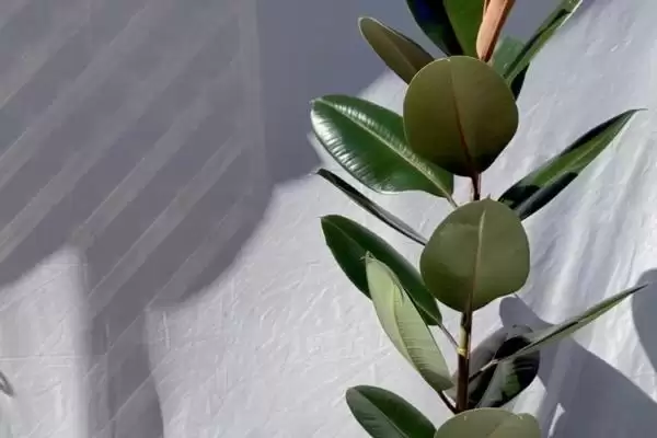 图片[9]-橡皮树养护难度的要点和判断？判断橡皮树养护难度需注意什么？-会东网