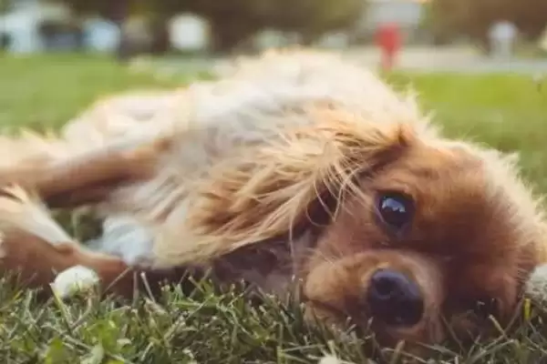图片[2]-犬细小的症状？认识犬细小症状要了解哪些关键的疾病表现和判断要点？-会东网