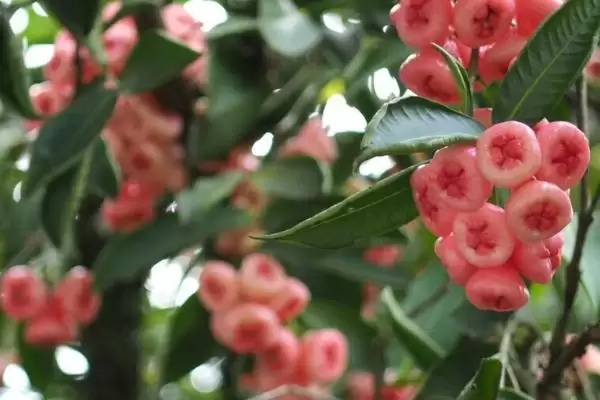 图片[3]-莲雾果树在北方的种植可行性 ,莲雾在北方温室种植条件如何？-会东网