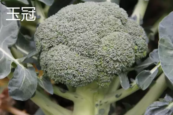 图片[11]-西兰花优良品种的介绍要点和关键信息？了解西兰花品种需关注什么？-会东网