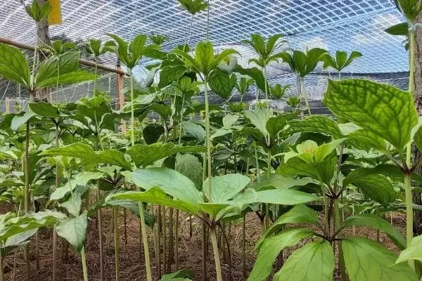 图片[6]-种植一亩重楼的成本和要点？种植重楼成本核算需关注哪些？-会东网