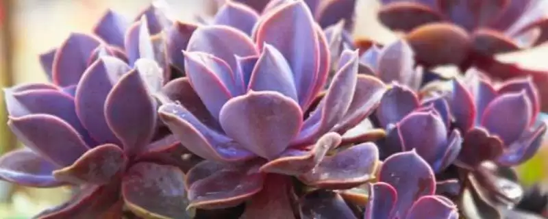 紫珍珠养殖的方法和要点？养殖紫珍珠需掌握哪些关键技术环节？-会东网