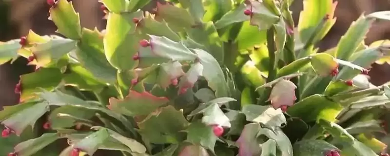蟹爪莲长骨朵后是否浇水的要点和判断？确定蟹爪莲浇水时机需考虑什么？-会东网