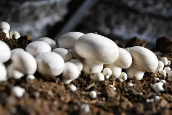 图片[2]-双孢菇的市场价格？分析双孢菇市场价格要考虑哪些市场波动和成本因素？-会东网