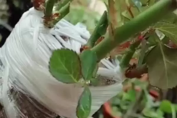 图片[7]-养月季花的方法和重点？养月季花要做好哪些细节？-会东网
