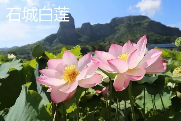 图片[3]-江西赣州市的特产 ,江西赣州市有什么代表性特产-会东网