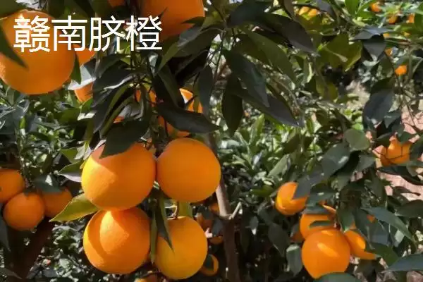 图片[2]-江西赣州市的特产 ,江西赣州市有什么代表性特产-会东网