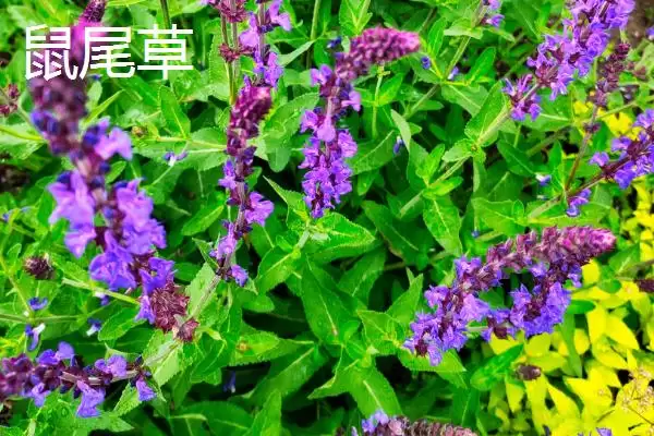 图片[3]-区分薰衣草和鼠尾草的方法和重点？区分薰衣草和鼠尾草要做好哪些细节？-会东网