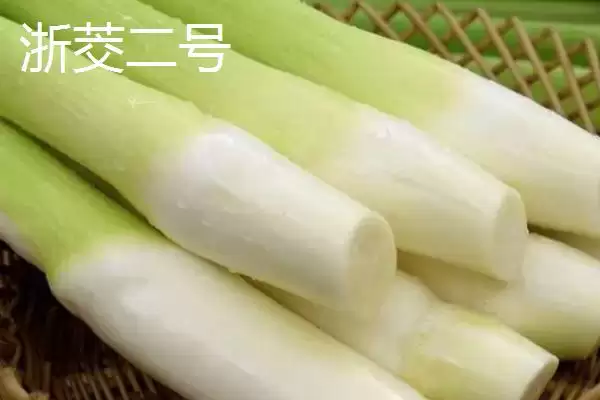 图片[5]-种植茭白的环境要求和要点？种植茭白需关注哪些环境要素？-会东网