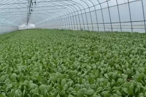 图片[2]-如何预防保护地蔬菜发生肥害？种植保护地蔬菜预防肥害要怎么做？-会东网