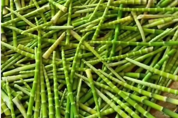 图片[8]-种植野菜的利润和前景？种植野菜需关注哪些经济收益前景？-会东网