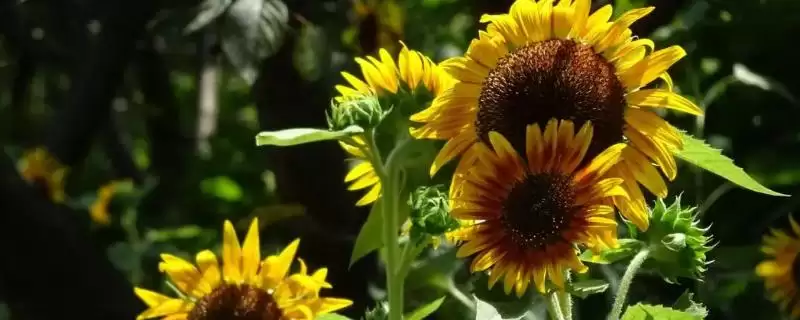 向日葵花寓意的内涵和要点？理解向日葵花寓意需关注哪些关键信息？-会东网