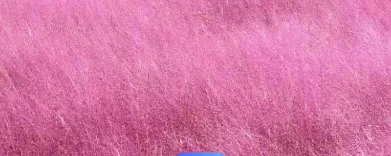 粉色花海的缔造者：粉黛乱子草的梦幻魅力-会东网