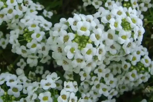 图片[2]-养香雪球使其多开花的方法和重点？养香雪球使其多开花要做好哪些细节？-会东网