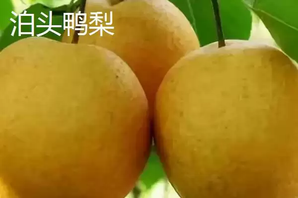 图片[3]-探寻鸭梨产地的方法和重点？探寻鸭梨产地要做好哪些细节？(2)-会东网