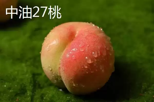 图片[4]-秦王桃价格背后：每斤4-5元的市场定位因素-会东网