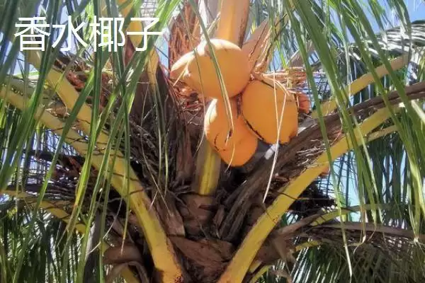 图片[4]-了解中国椰子主产地的方法和重点？了解中国椰子主产地要做好哪些细节？-会东网