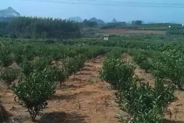 图片[4]-沙糖桔的生长环境？种植沙糖桔要了解哪些适宜的生长环境条件？-会东网