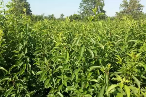 图片[7]-水蜜桃如何种植？种植水蜜桃要掌握哪些从选种到养护的关键步骤？-会东网