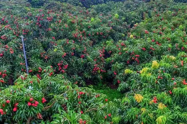 图片[3]-如何给荔枝套袋？给荔枝套袋要遵循哪些正确的套袋操作流程？-会东网