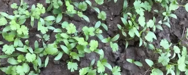 香菜春季播种适期的要点和判断?判断香菜春季播种时间需注意什么?-会东网