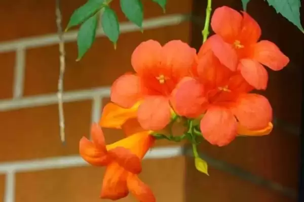 图片[2]-凌霄花的寓意内涵 ,凌霄花有哪些美好的寓意呢？-会东网