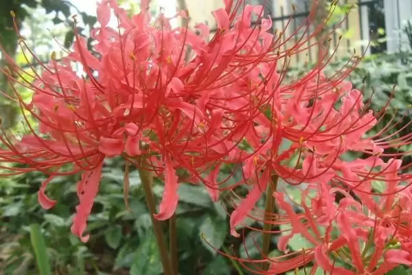 图片[3]-种植石蒜的方法和重点？种植石蒜要做好哪些细节？-会东网
