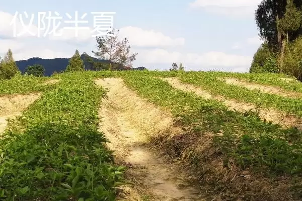 图片[5]-四川仪陇县的特产？认识四川仪陇县特产要探究哪些特色产品详情？-会东网