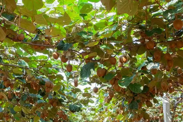 图片[2]-种植猕猴桃的海拔要求和要点？种植猕猴桃需关注哪些海拔因素？-会东网