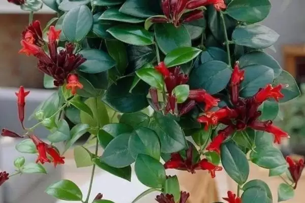 图片[2]-口红吊兰的植物介绍 ,口红吊兰是怎样的附生小灌木呢？-会东网