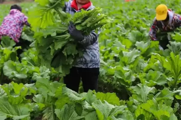 图片[6]-芥菜的收获时间 ,芥菜在什么时候可以进行收获-会东网