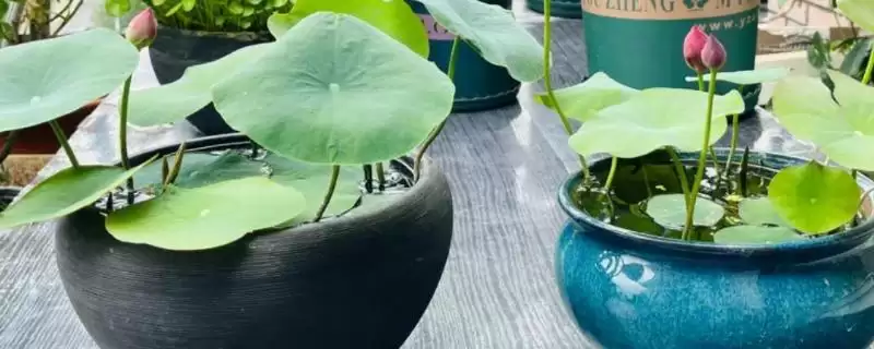种植碗莲所需盆深的要点和依据？种植碗莲选盆需关注哪些要点？-会东网