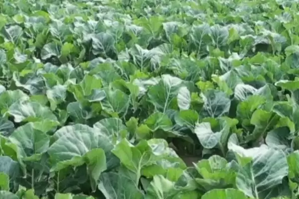图片[4]-种植有机花菜的方法和重点？种植有机花菜要做好哪些细节？-会东网