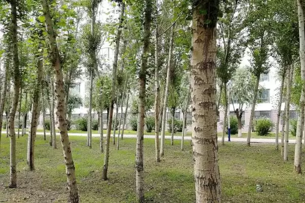 图片[2]-认识杨树特点的方法和重点？认识杨树特点要做好哪些细节？-会东网