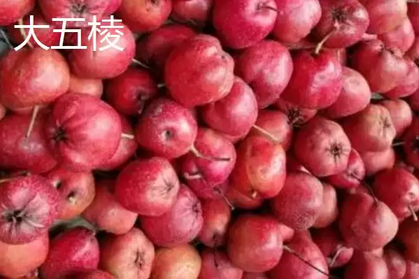 图片[5]-山楂树品种？认识山楂树品种要了解哪些关键的品种分类信息？-会东网