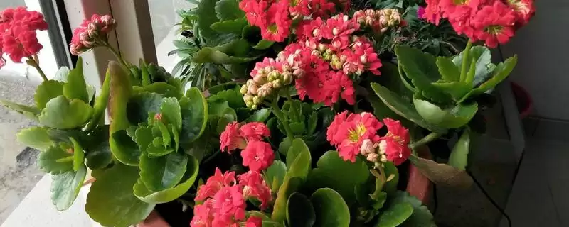 探寻长寿花叶子变软原因的方法和重点？探寻长寿花叶子变软原因要做好哪些细节？-会东网