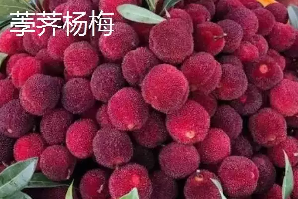 图片[3]-比较杨梅东魁和荸荠口感的方法和重点？比较杨梅东魁和荸荠口感要做好哪些细节？-会东网