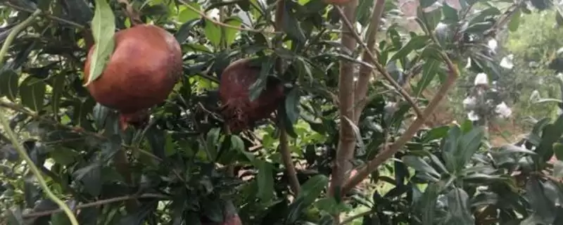 如何防治石榴干腐病？种植石榴防治干腐病要运用哪些防治办法？-会东网