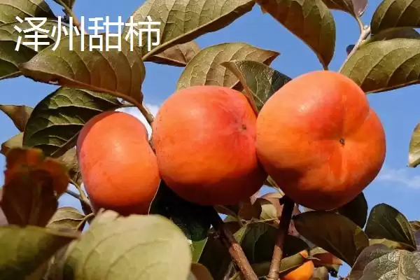 图片[6]-山西泽州的特产？了解山西泽州特产要掌握哪些具有代表性的产品？-会东网
