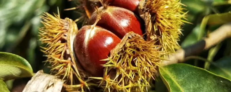 什么季节板栗成熟？了解板栗成熟季节要关注哪些生长周期要点？-会东网